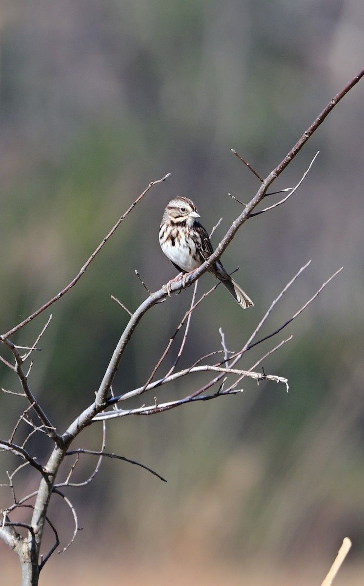 Song Sparrow - ML645751616