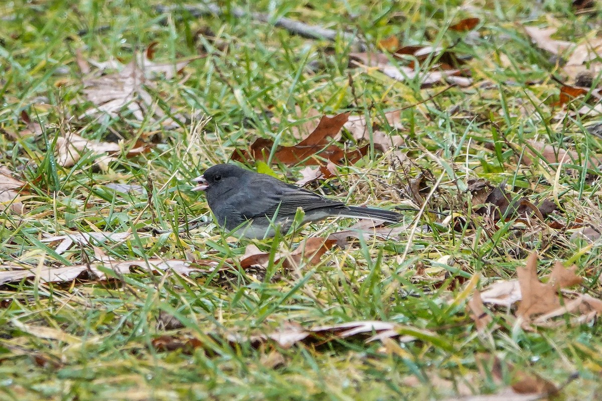 Dark-eyed Junco - ML645751617