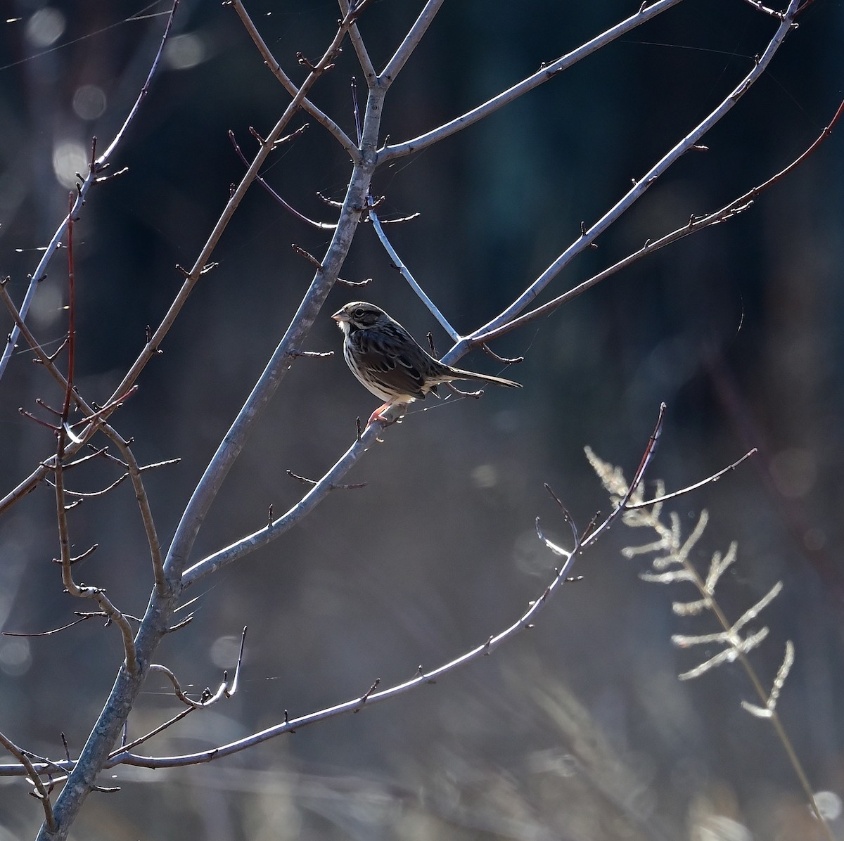 Song Sparrow - ML645751618