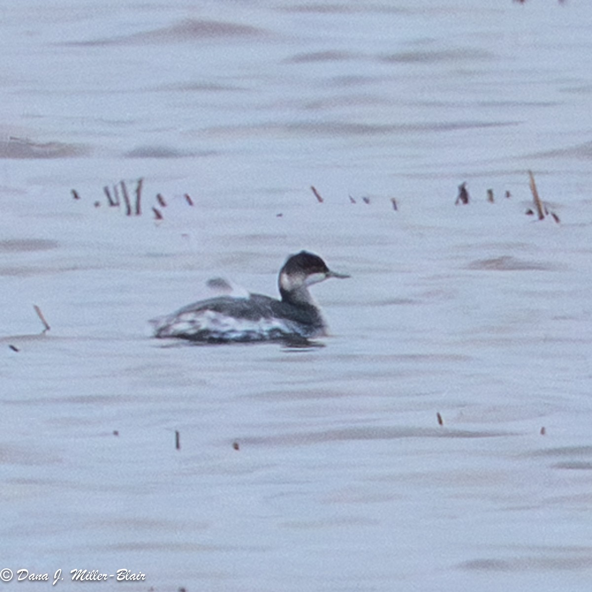 Eared Grebe - ML645751619