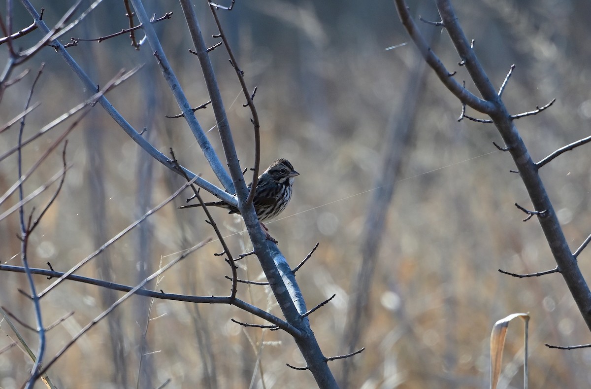 Song Sparrow - ML645751620