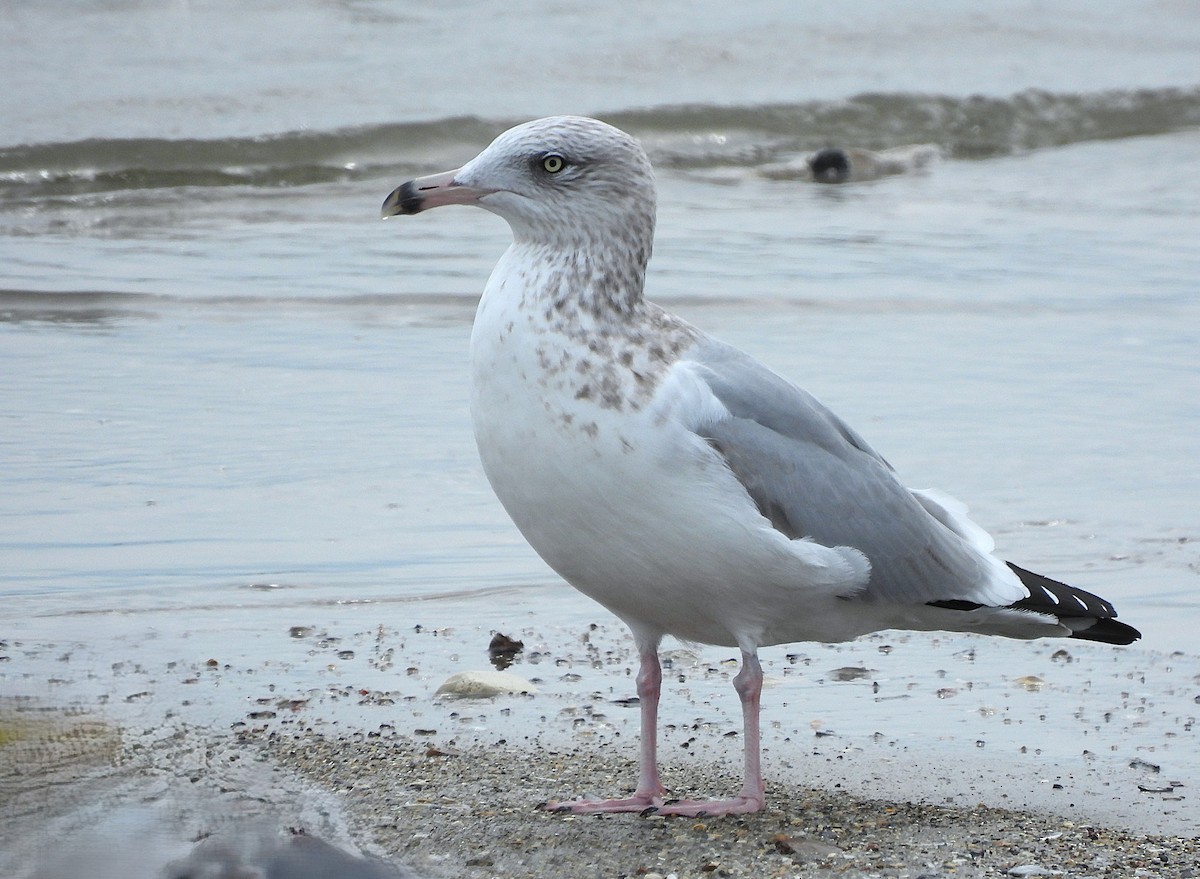American Herring Gull - ML645751623