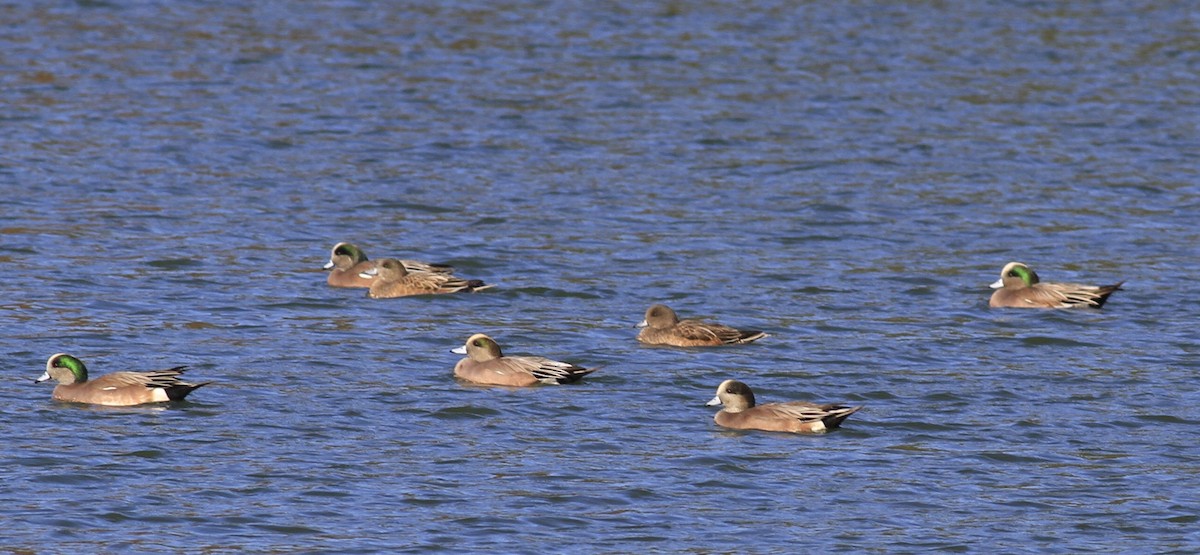 葡萄胸鴨 - ML645751625