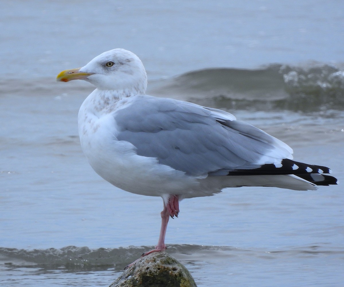American Herring Gull - ML645751626