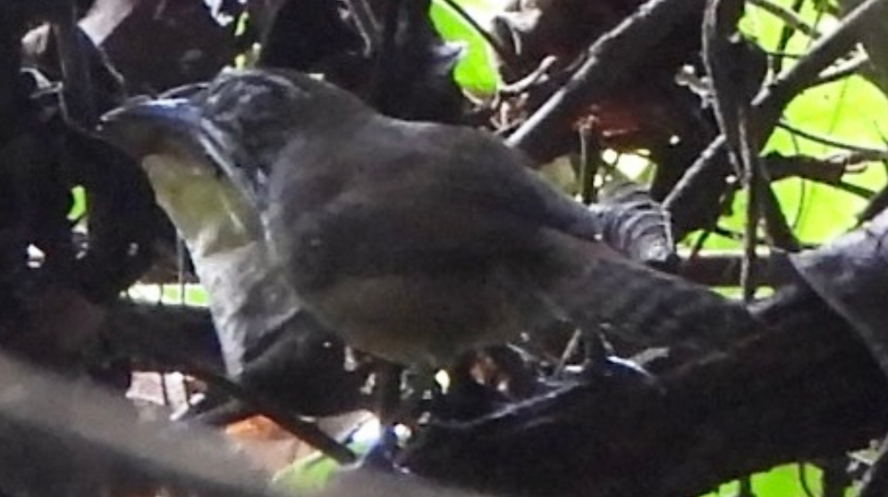 Spot-breasted Wren - ML645751627