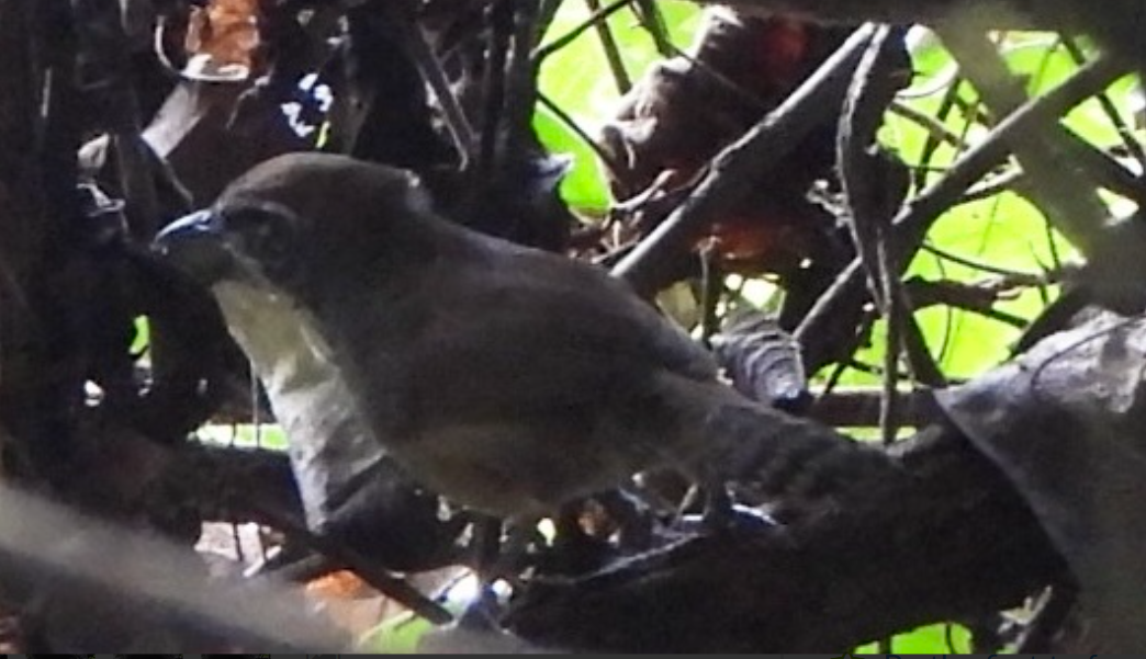 Spot-breasted Wren - ML645751628