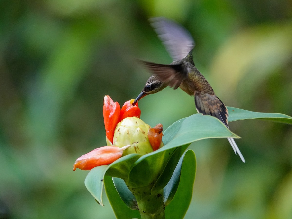 Great-billed Hermit - ML645751632