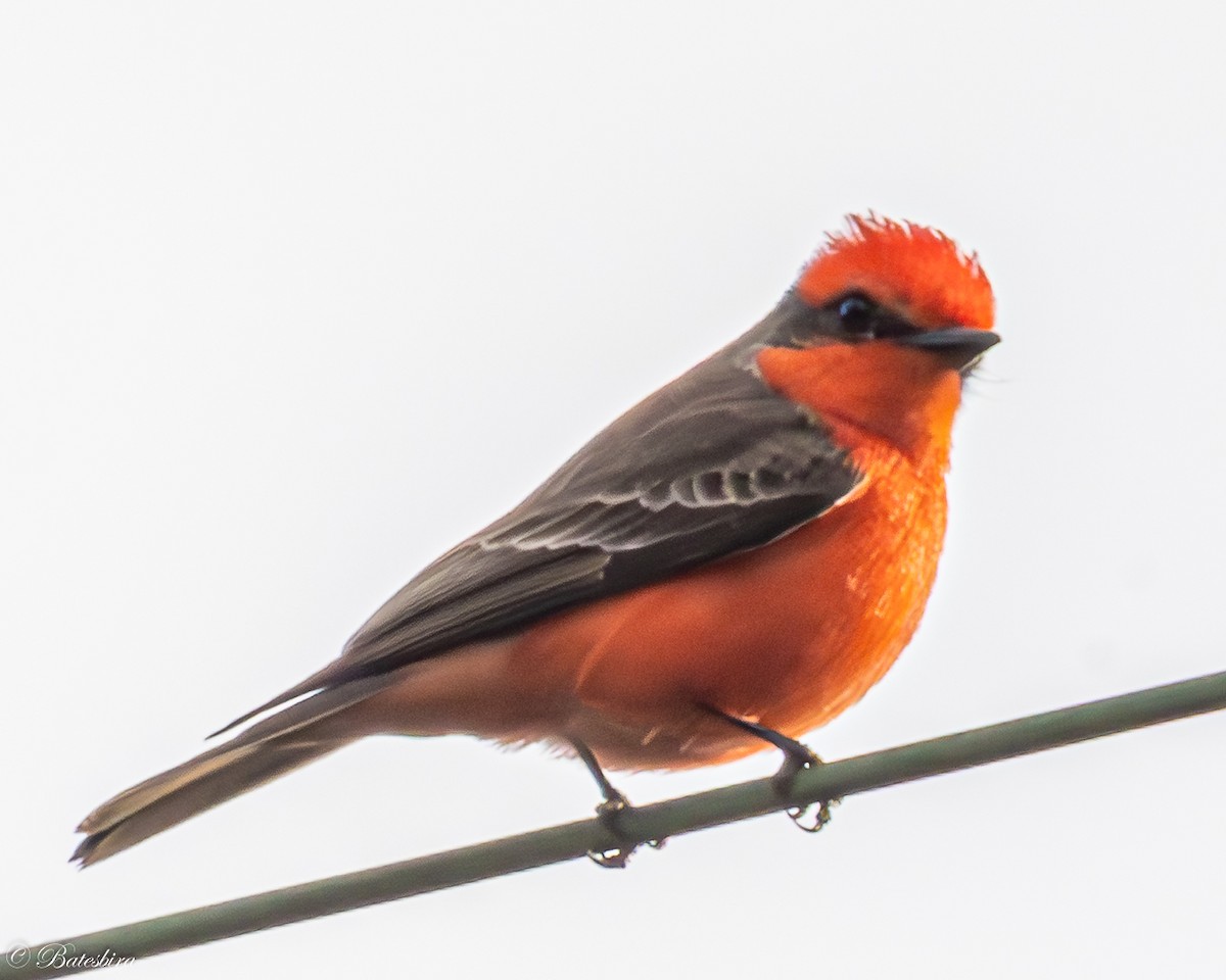 Vermilion Flycatcher - ML645751636