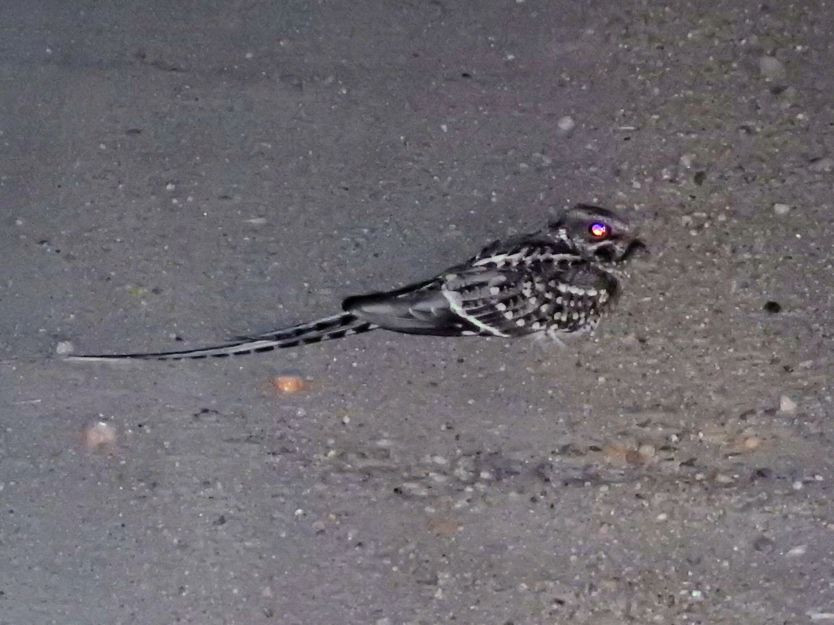 Scissor-tailed Nightjar - ML645751641