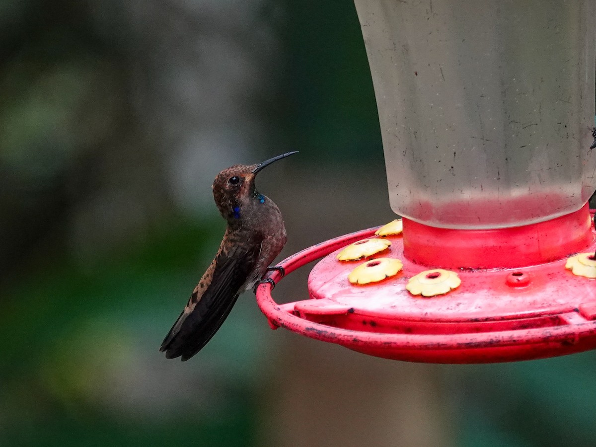 Brown Violetear - ML645751642