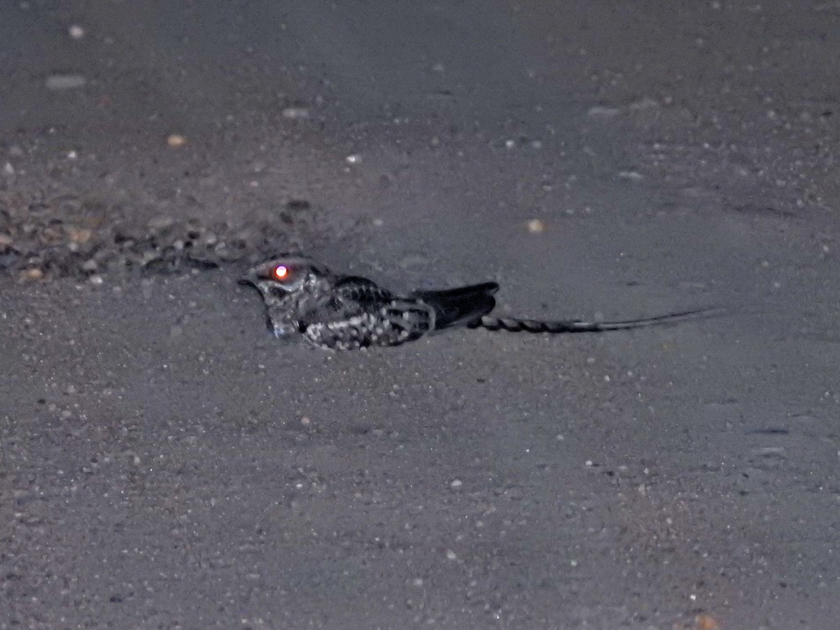 Scissor-tailed Nightjar - ML645751643