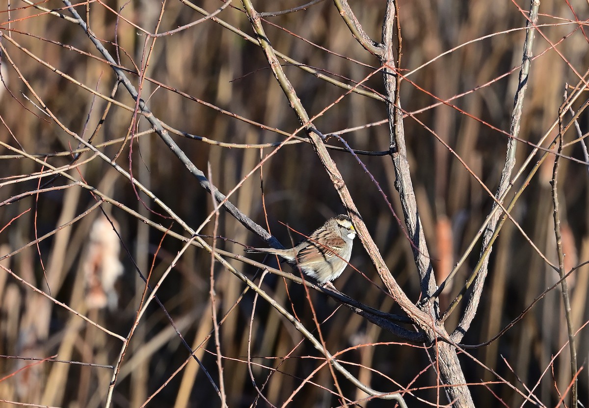 White-throated Sparrow - ML645751646