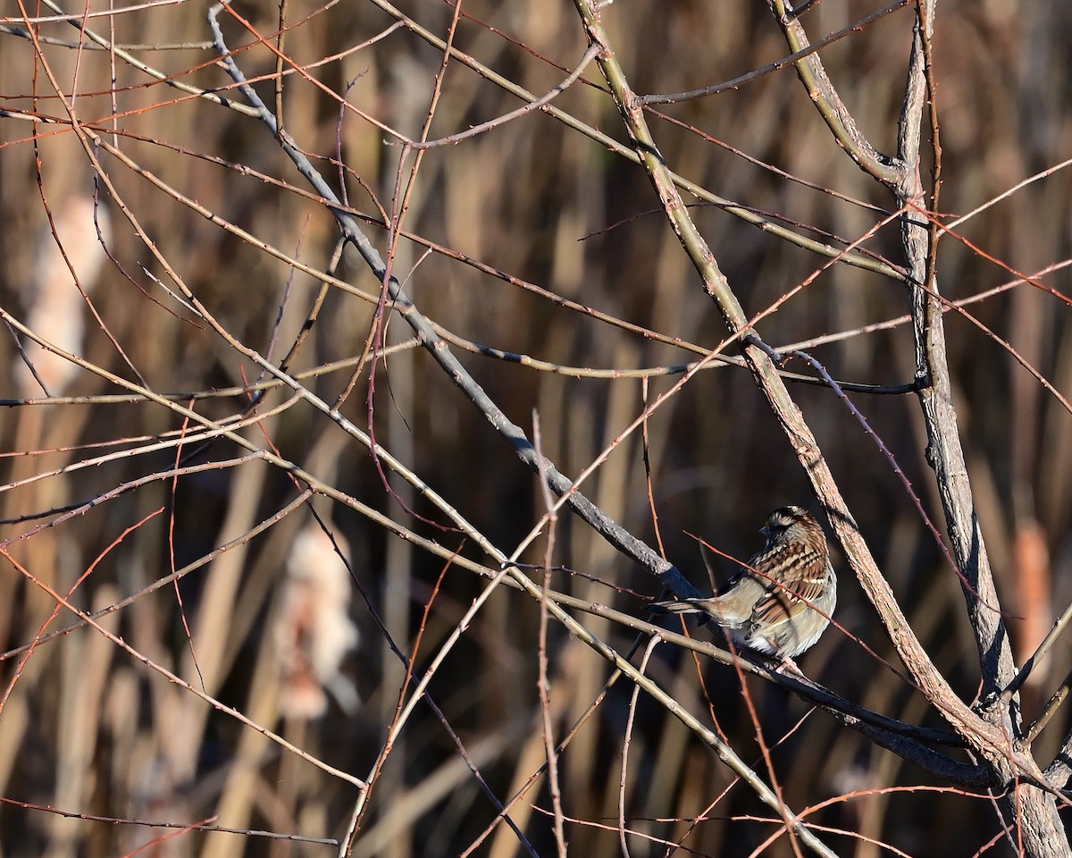 White-throated Sparrow - ML645751648