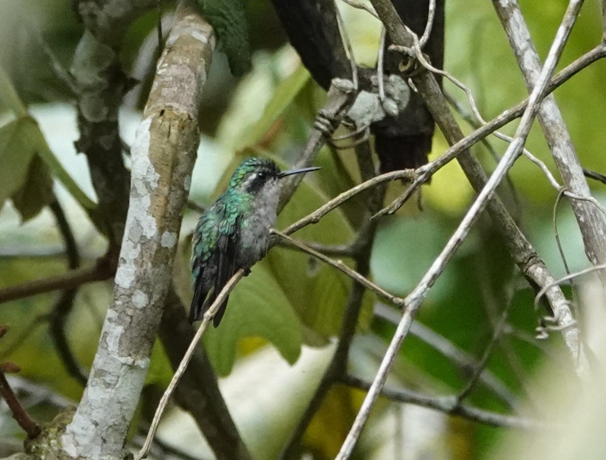 Violet-headed Hummingbird - ML645751662