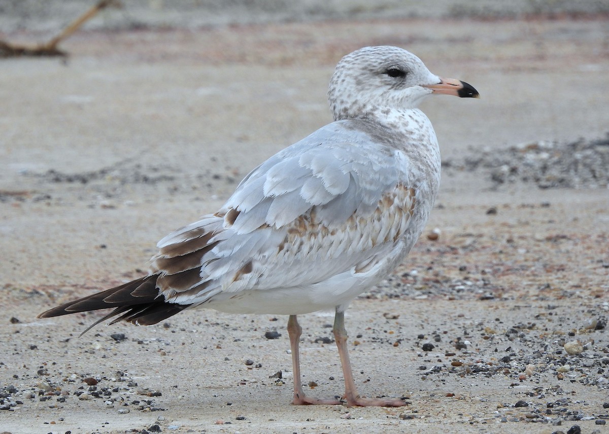 Ring-billed Gull - ML645751665