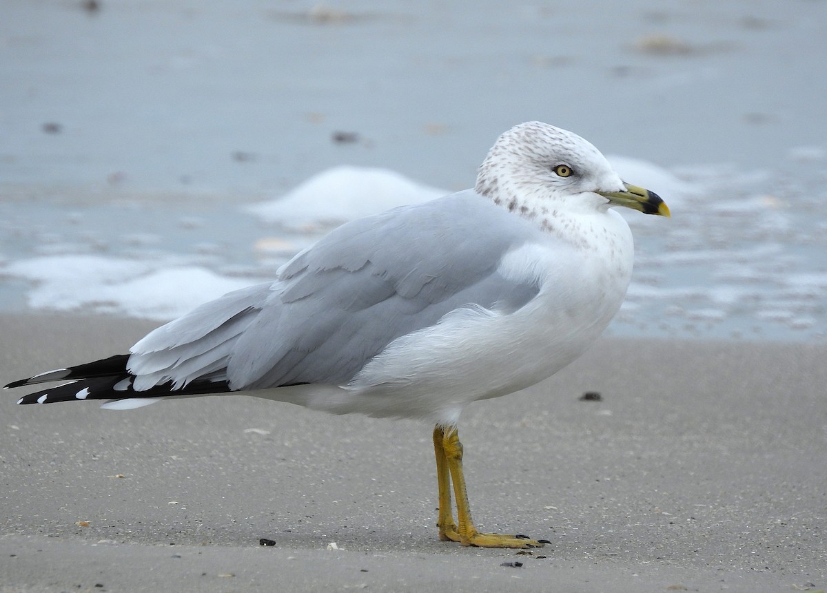 Ring-billed Gull - ML645751672