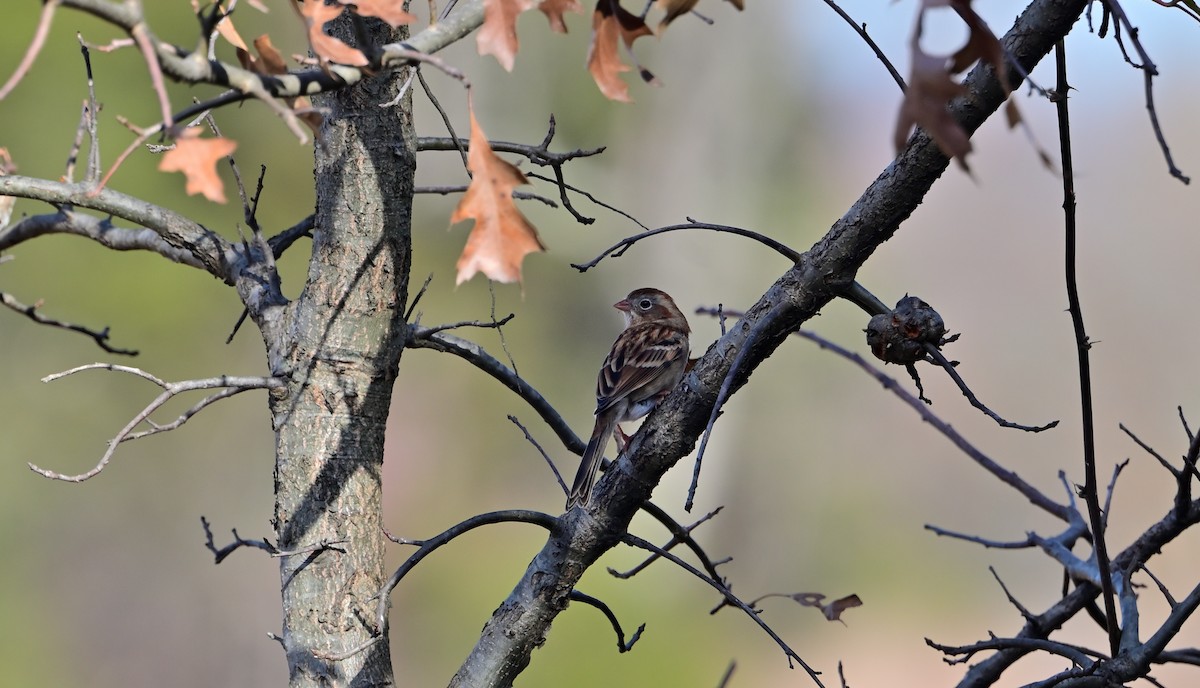 Field Sparrow - ML645751673