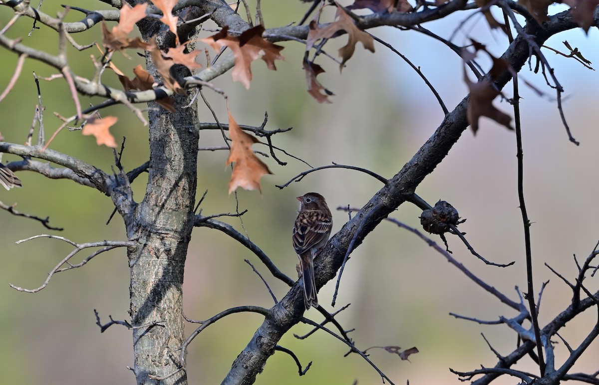 Field Sparrow - ML645751674