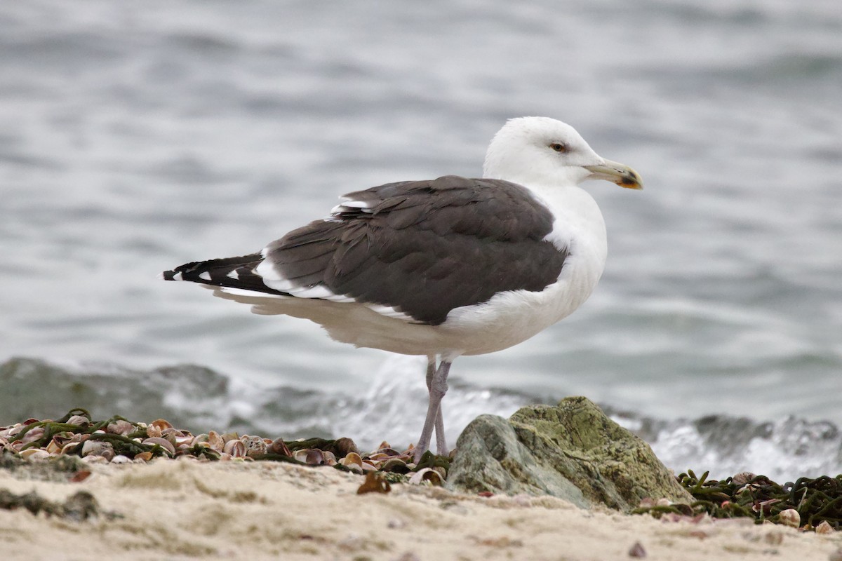 Gavión Atlántico - ML645751684