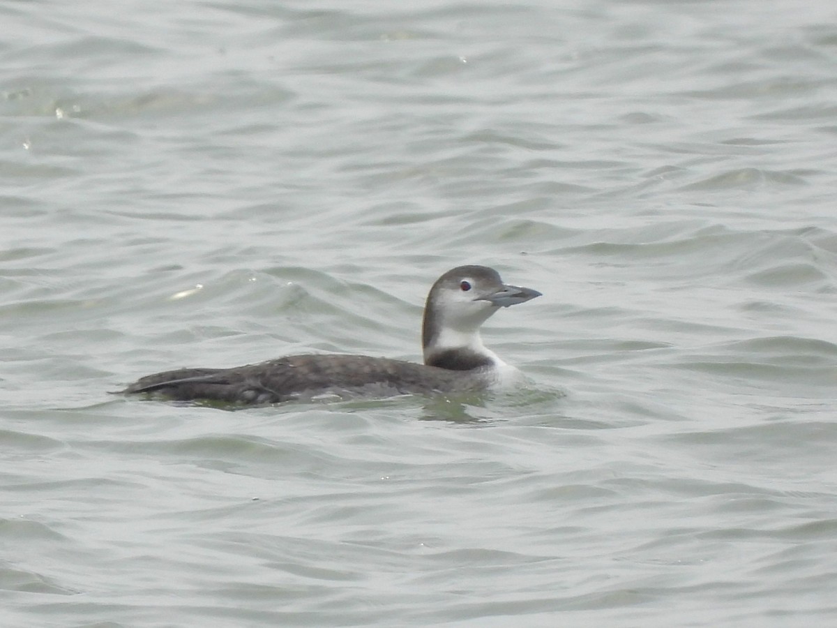 Common Loon - ML645751690