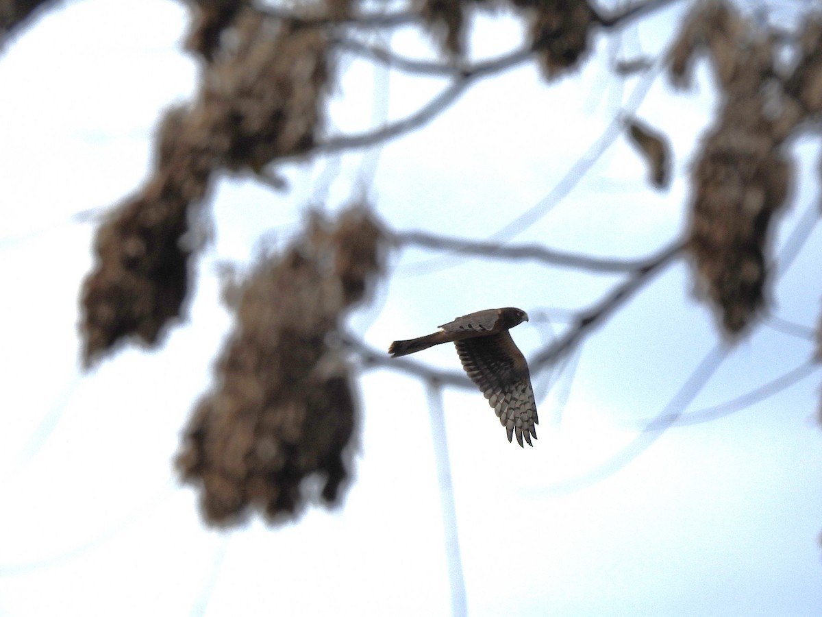 Northern Harrier - ML645751691