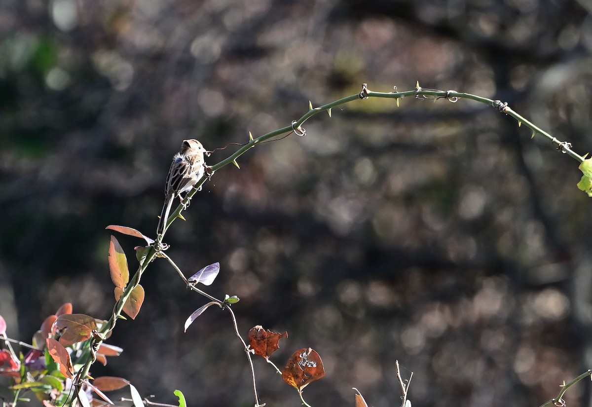 American Goldfinch - ML645751698