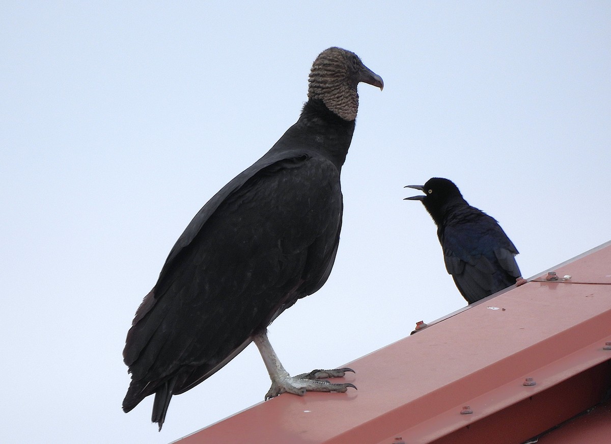 Катарта чорна - ML645751716