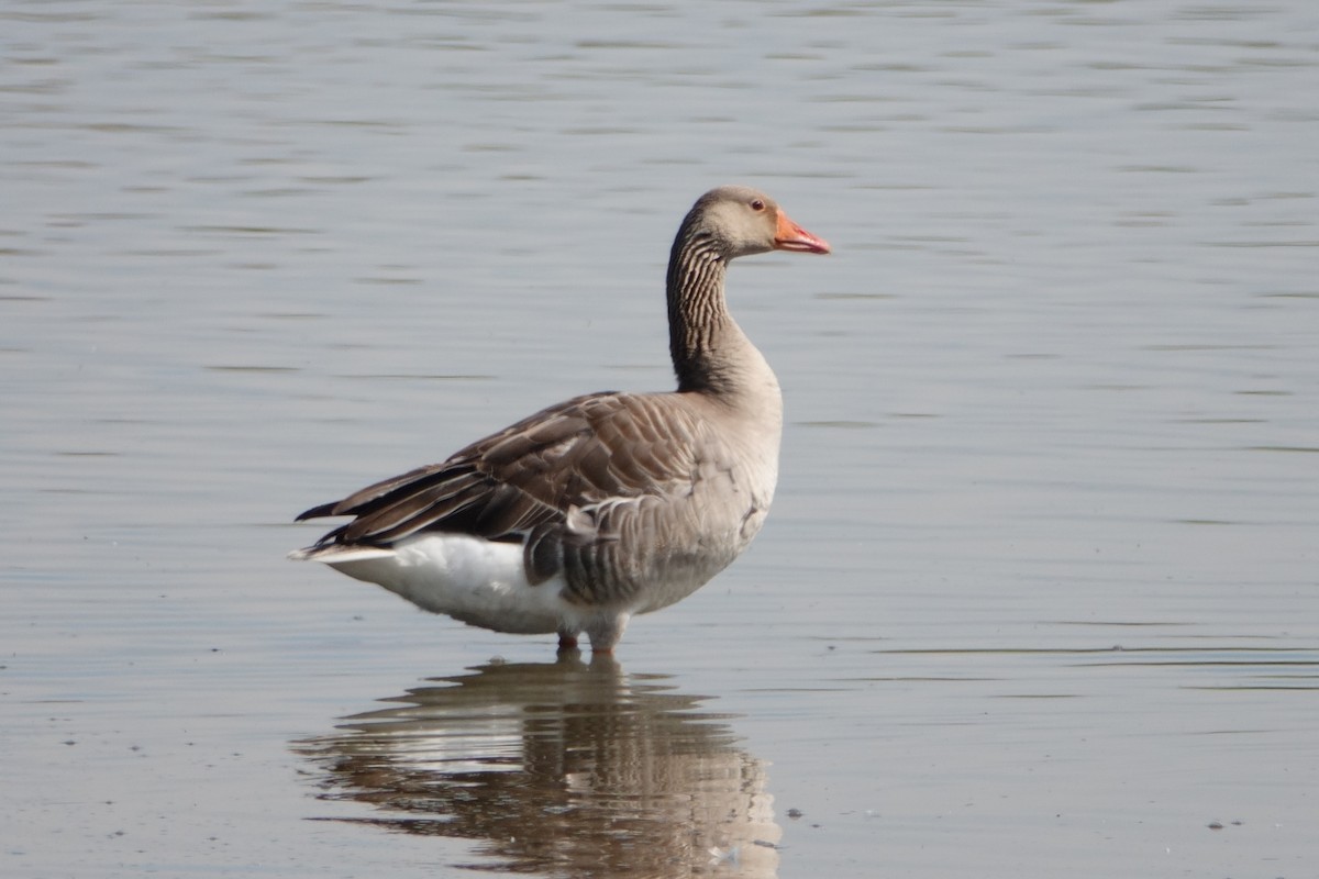 Graylag Goose (European) - ML645751719