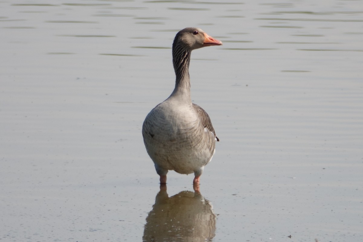 Graylag Goose (European) - ML645751720