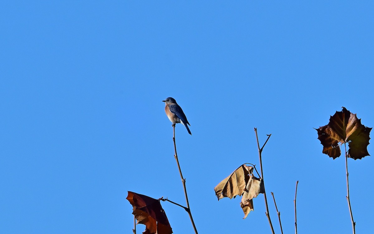 Eastern Bluebird - ML645751722