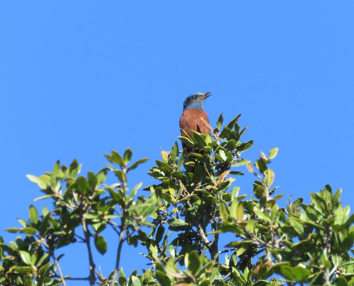 Kestane Karınlı Taşkızılı - ML645751728