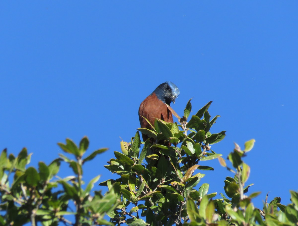 Kestane Karınlı Taşkızılı - ML645751729