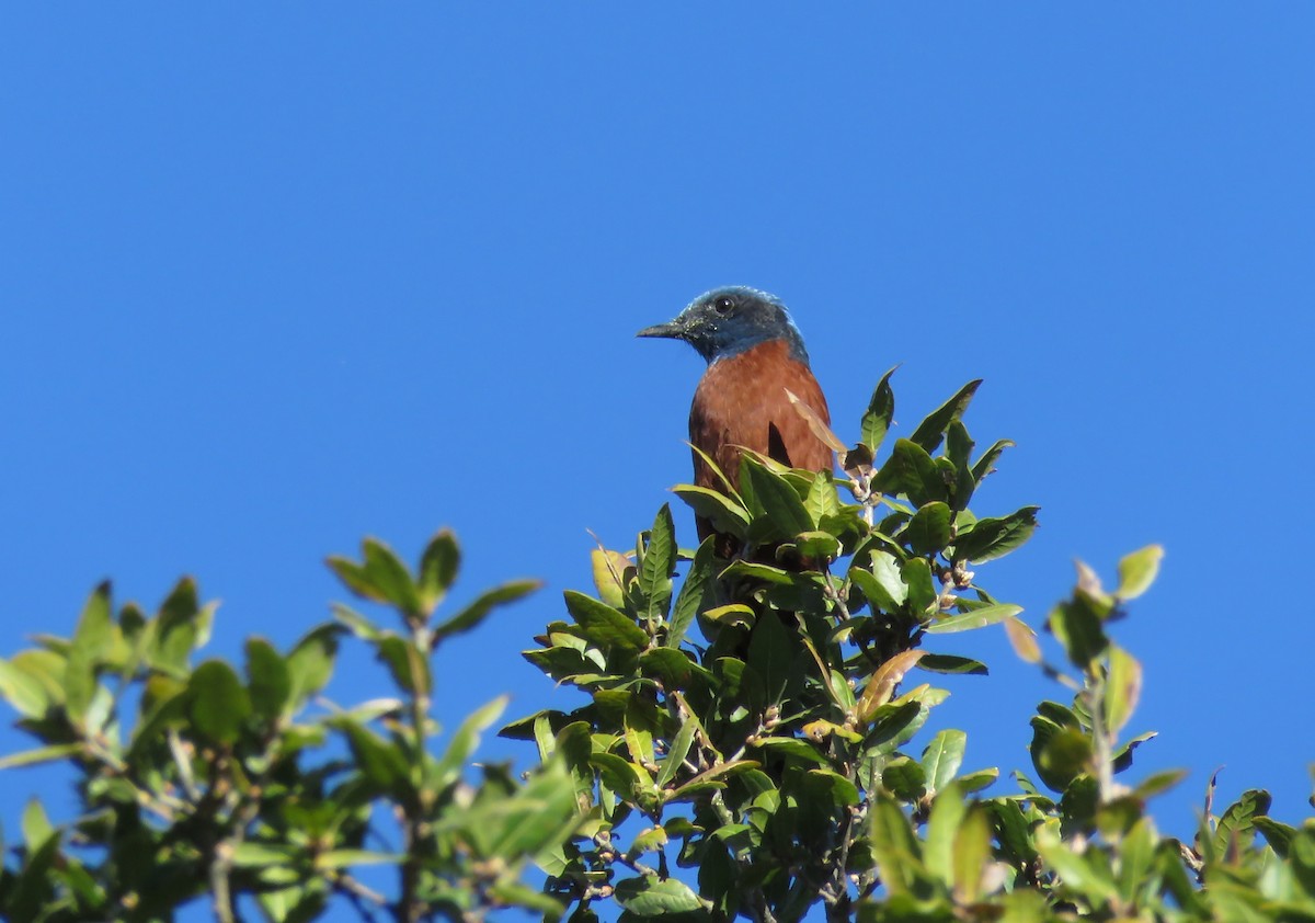 Kestane Karınlı Taşkızılı - ML645751730