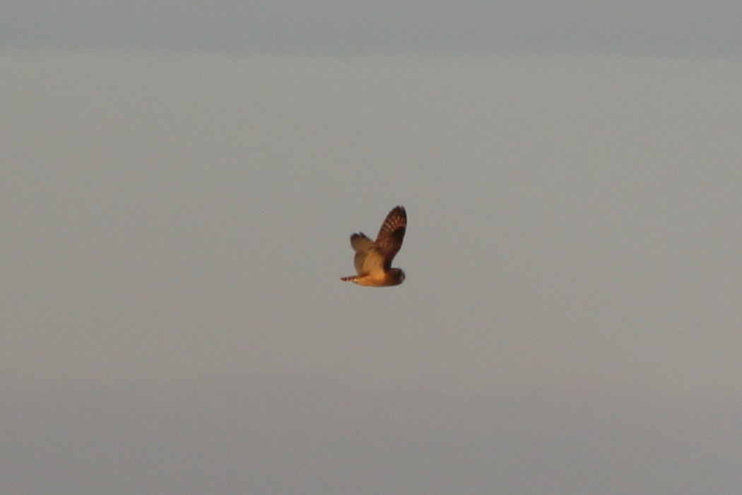 Short-eared Owl - ML645751732