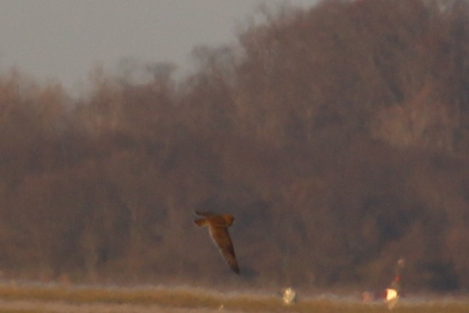 Short-eared Owl - ML645751733