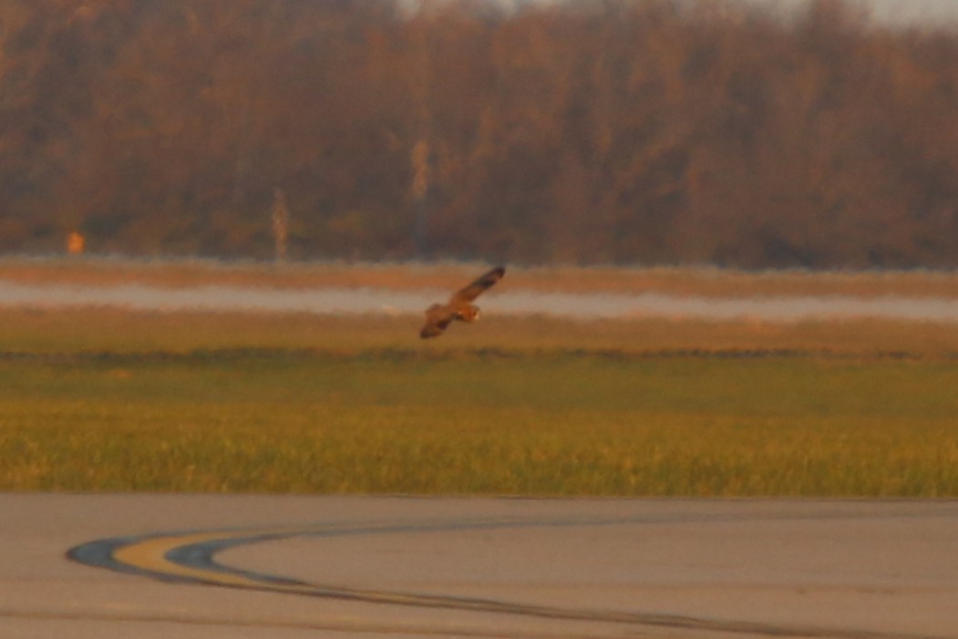 Short-eared Owl - ML645751735