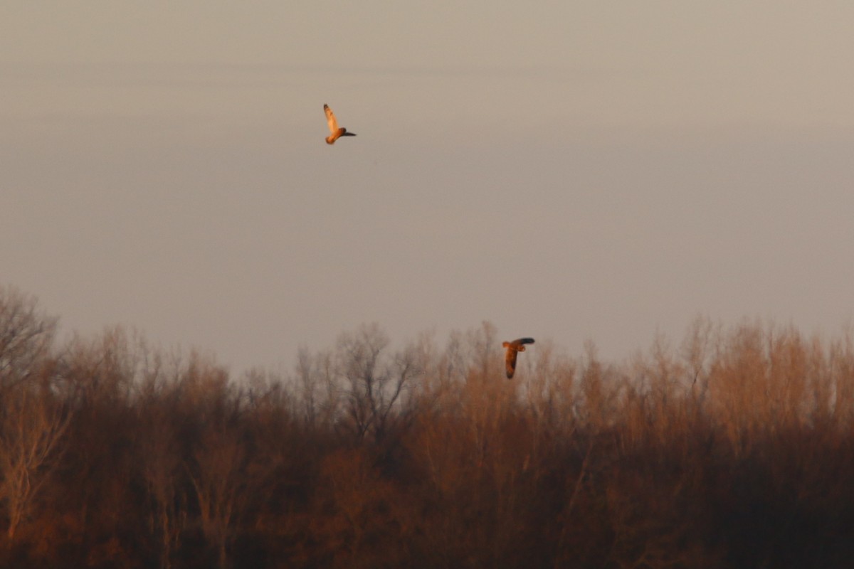 Short-eared Owl - ML645751736