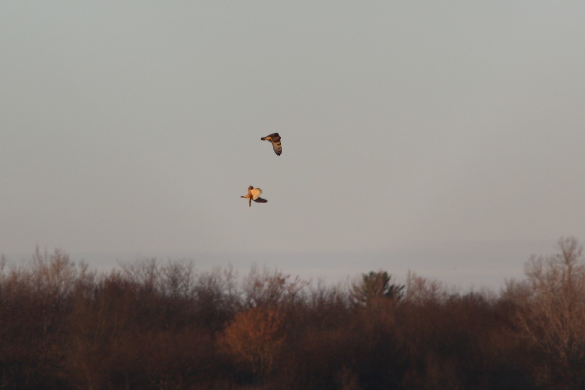 Short-eared Owl - ML645751737