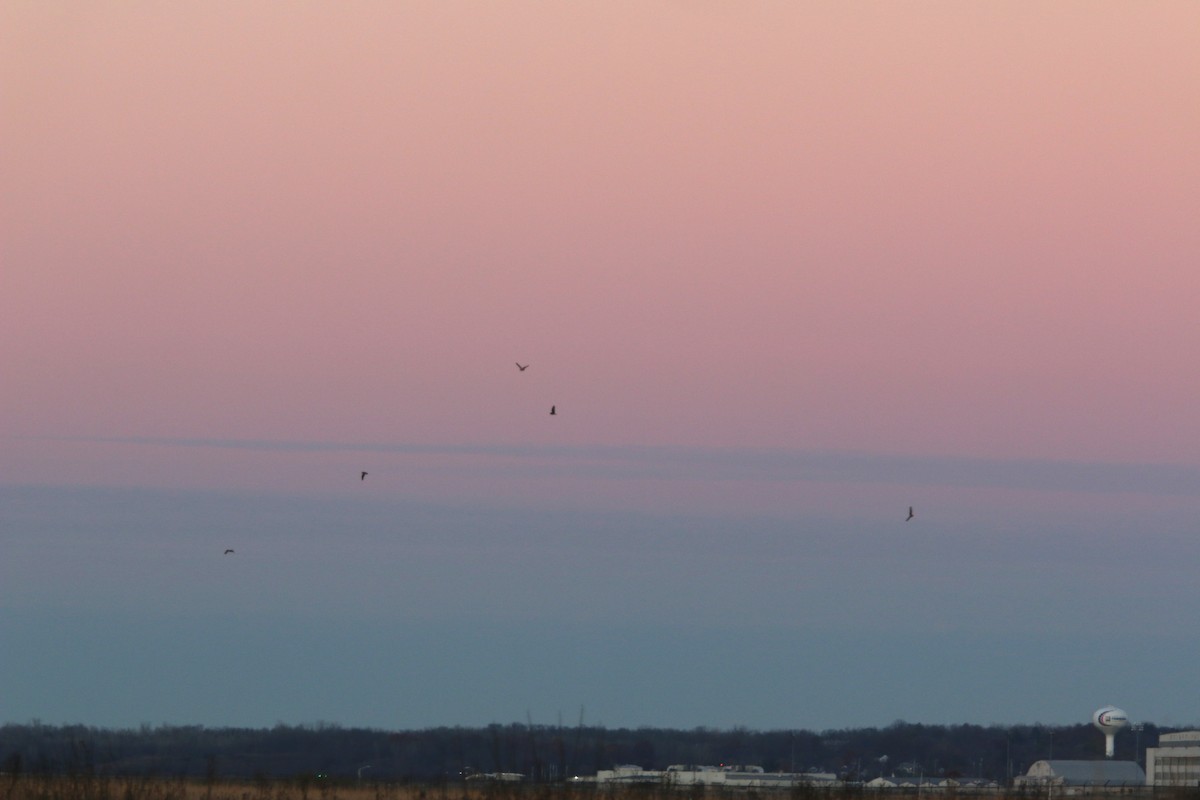 Short-eared Owl - ML645751738