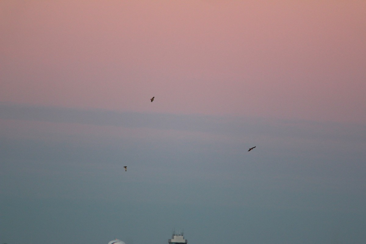 Short-eared Owl - ML645751739