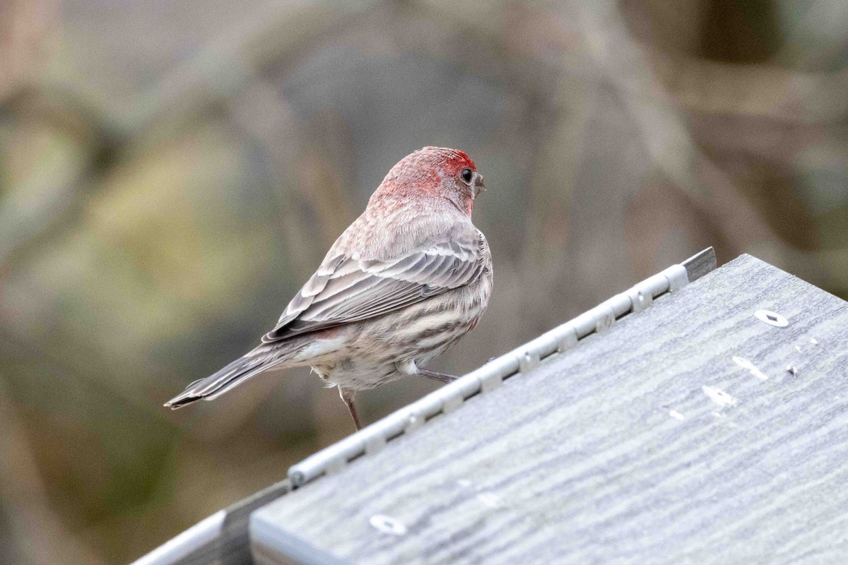 House Finch - ML645751751