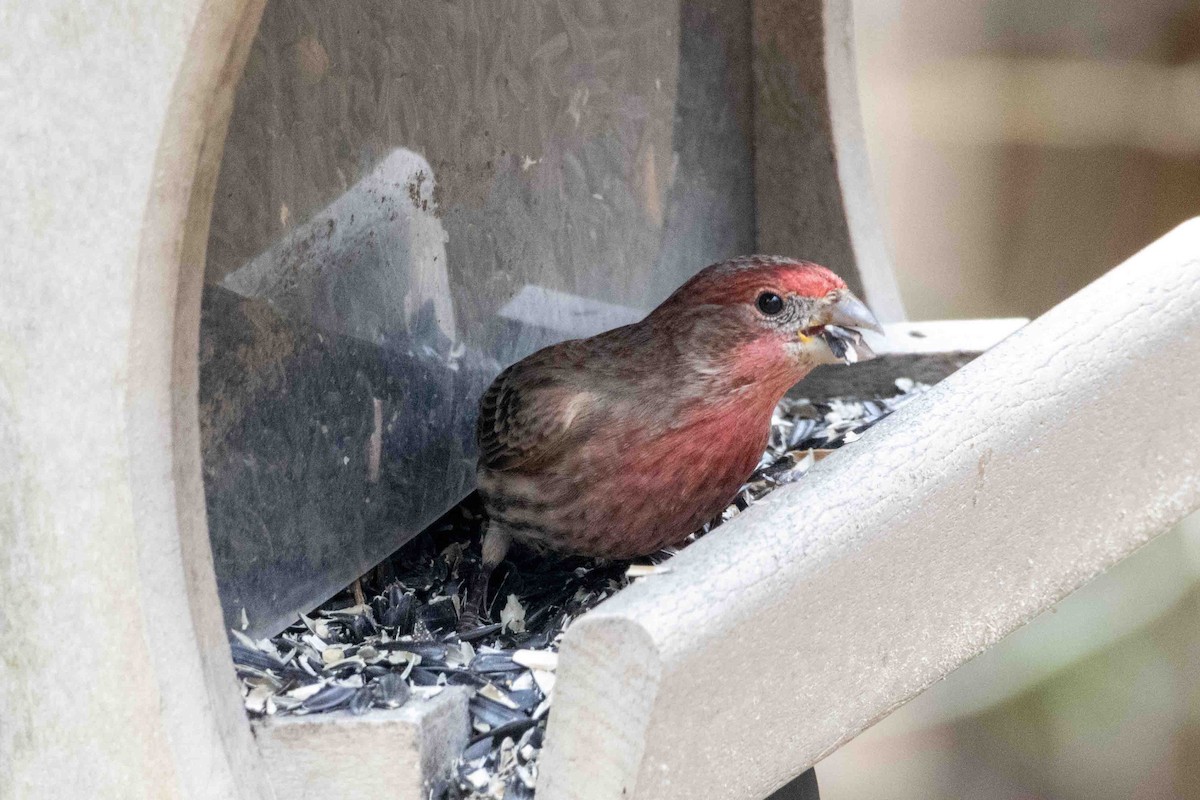 House Finch - ML645751752