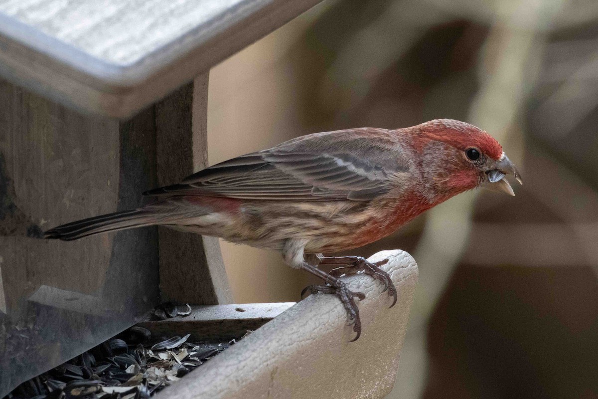 House Finch - ML645751753