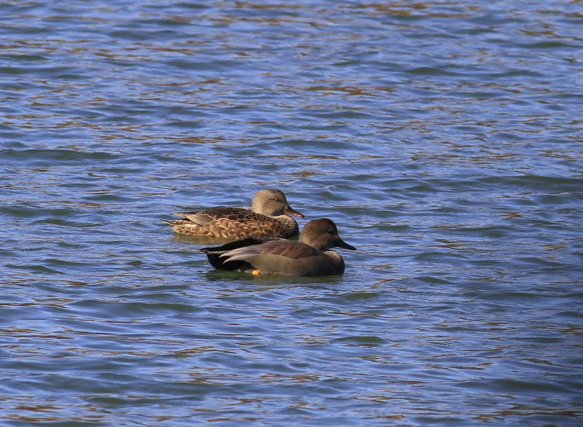 赤膀鴨 - ML645751754