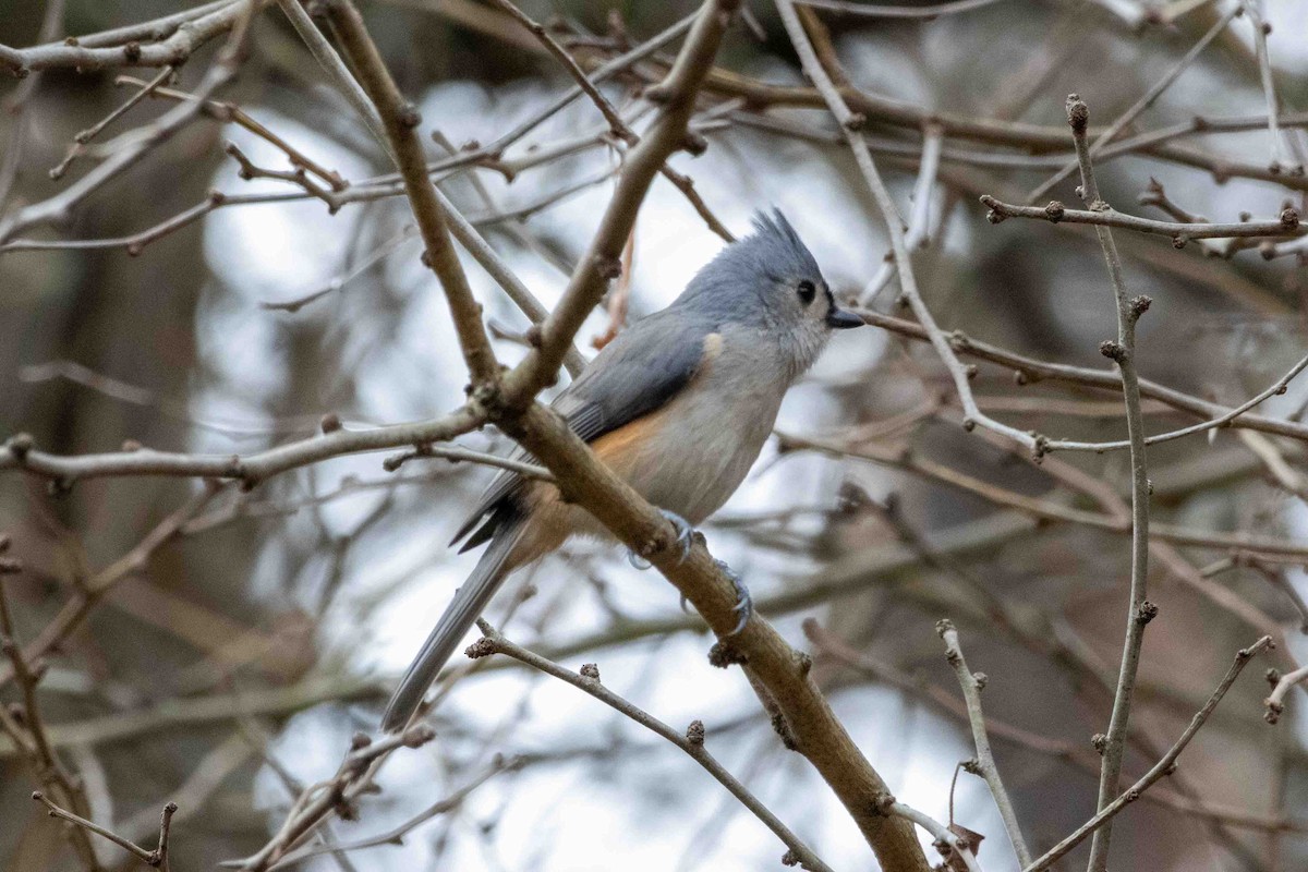 Tufted Titmouse - ML645751765