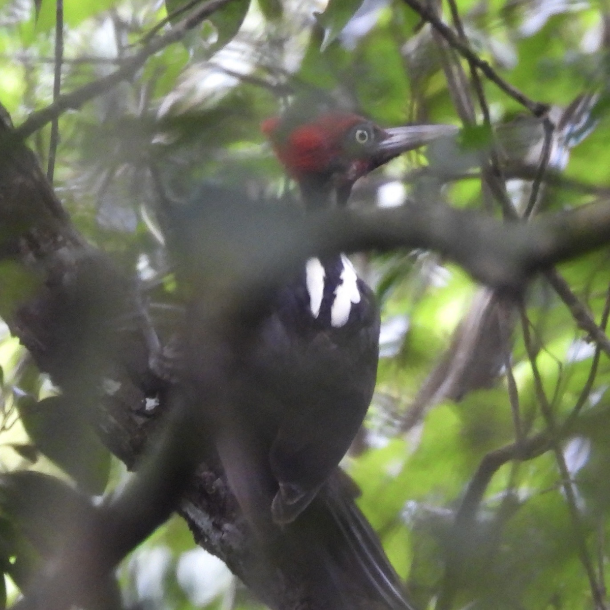 Pale-billed Woodpecker - ML645751773