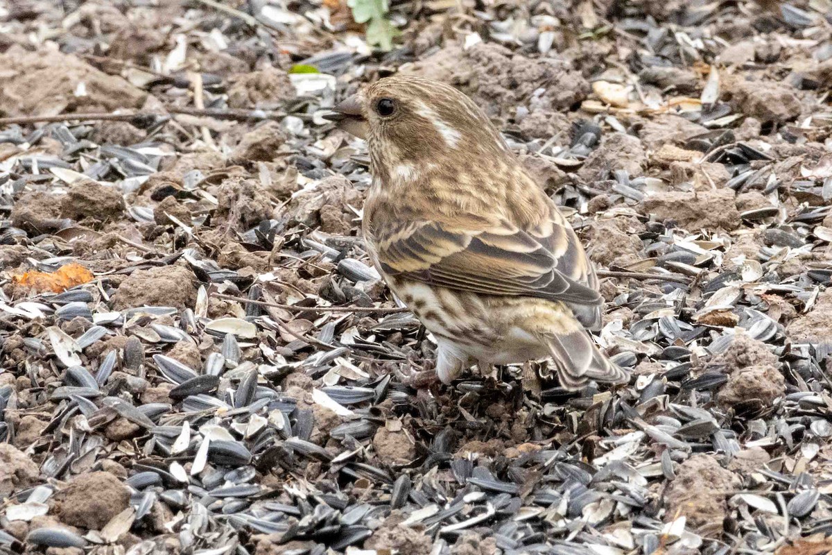 Purple Finch - ML645751796