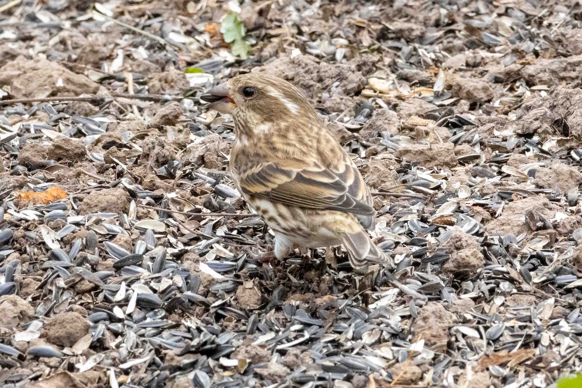 Purple Finch - ML645751797