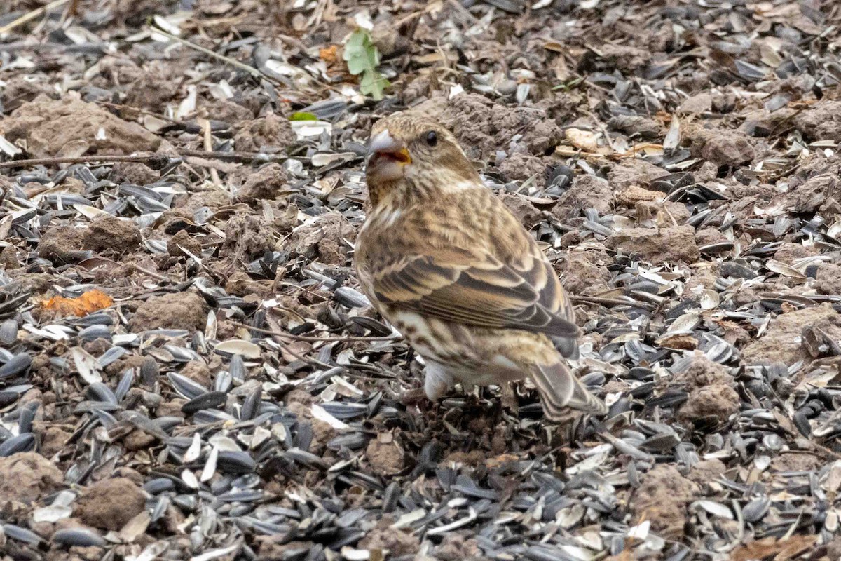 Purple Finch - ML645751798