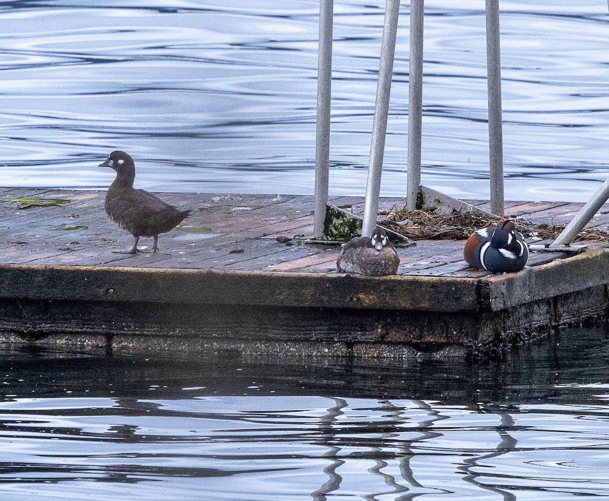 Harlequin Duck - ML645751811